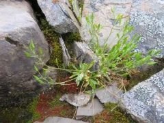 Snowbed Whitlow-grass thumbnail 2