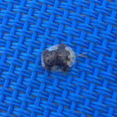 Clavate Tortoise Beetle thumbnail 2