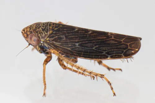 Limotettix plutonius