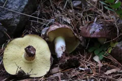 Suillus brunnescens thumbnail 2