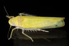Dikrella scimitar thumbnail 2