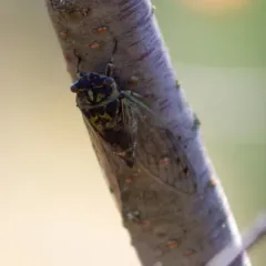 Northern Dog-day Cicada thumbnail 2