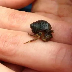 Pacific Hairy Hermit Crab thumbnail 4