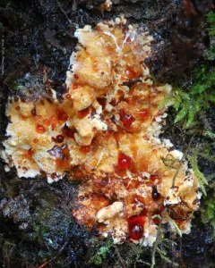 Bleeding Oak Crust thumbnail 2