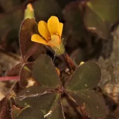 Creeping Woodsorrel thumbnail 4
