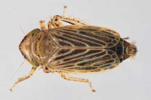 Streptanus sordidus
