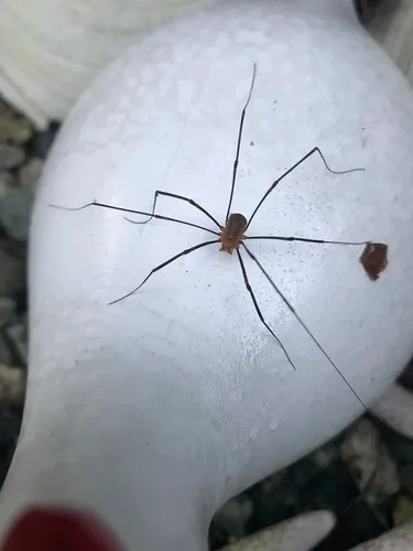 Canestrini's Harvestman