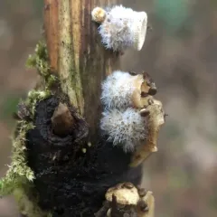 woolly bird's nest fungus thumbnail 2