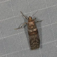 Sweetfern Leaf Casebearer Moth thumbnail 3