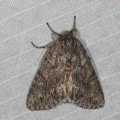Canadian Giant Moth thumbnail 4