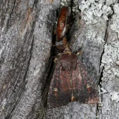 Doubtful Apamea Moth thumbnail 3