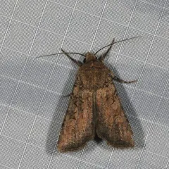 Variegated Cutworm Moth thumbnail 3