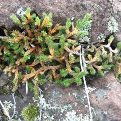 Wallace's spikemoss thumbnail 1