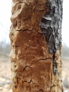 Antrodia heteromorpha thumbnail 3