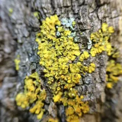 Hooded Sunburst Lichen thumbnail 1