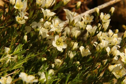 twin sisters sandwort