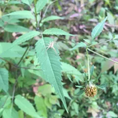 American Nursery Web Spider thumbnail 2