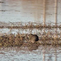 Coypu thumbnail 1