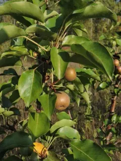 Asian Pear thumbnail 3