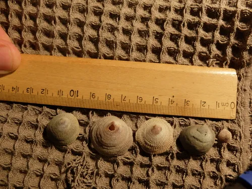 Cup-and-saucer Limpet