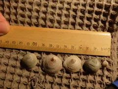 Cup-and-saucer Limpet thumbnail 1
