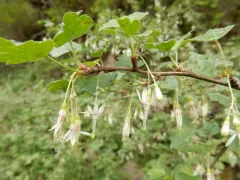 snowy gooseberry thumbnail 2