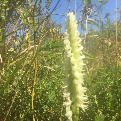 Great Plains Ladies' Tresses