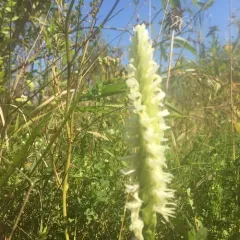Great Plains Ladies' Tresses thumbnail 1