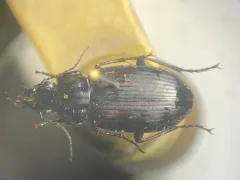 Diplocheila striatopunctata thumbnail 2