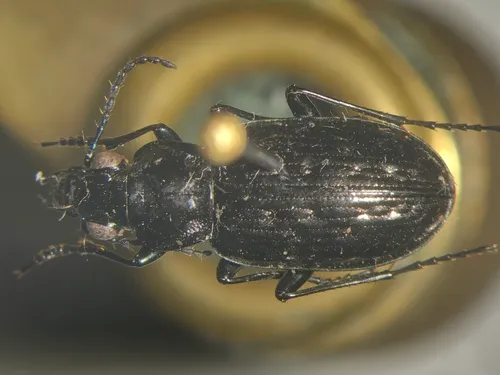 Blethisa hudsonica