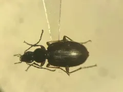 Agonum aeruginosum thumbnail 2
