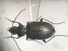Agonum excavatum thumbnail 1