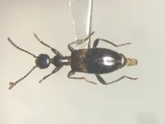 Malporus formicarius thumbnail 2