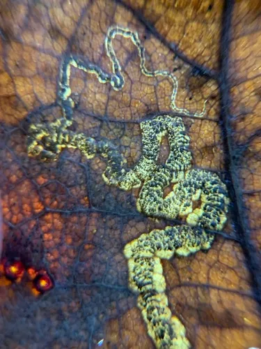 Stigmella macrocarpae