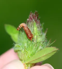 Red clover casebearer moth thumbnail 1