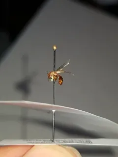 Myrmica brevispinosa thumbnail 1