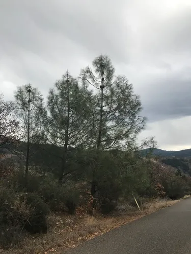 gray pine