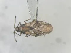 Physatocheila variegata thumbnail 4
