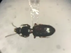 Clivina americana thumbnail 3