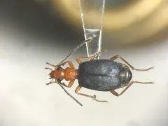 Medial Bombardier Beetle thumbnail 2