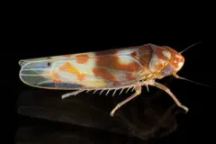 Eratoneura affinis thumbnail 4