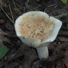 Peppery Milkcap thumbnail 2