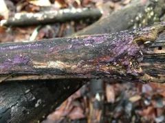 Corticium roseocarneum thumbnail 4