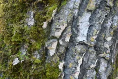 Dendrothele candida thumbnail 2