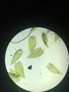 Bright Silk-moss thumbnail 2
