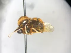Turbopsebius sulphuripes thumbnail 4
