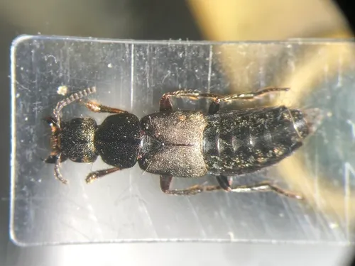 Platydracus exulans