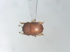 Cychramus adustus thumbnail 2