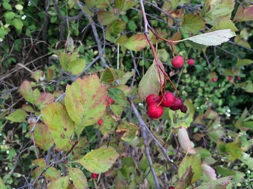 Okanagan Valley Hawthorn