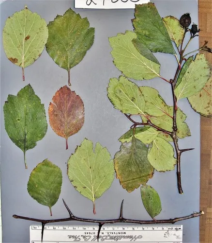 O'Kennon's Hawthorn